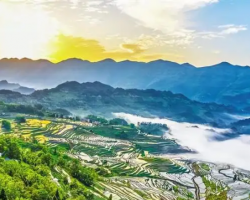 酉陽土家族苗族自治縣林業